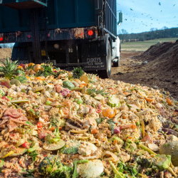 compost-winrow