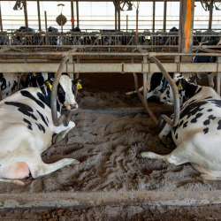 Cows