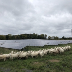 A flock of white sheep in front of a solar field