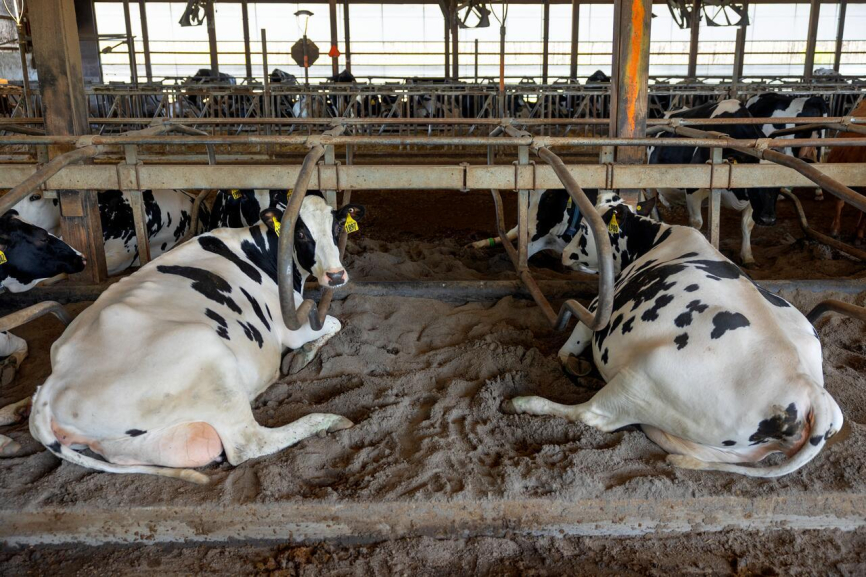 Cows