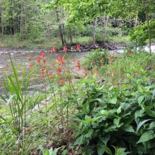 Columbine on gabions